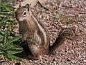 146 rocky mountains, chipmunk